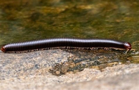  Log Millipede: Can This Majestic Creature With Countless Legs Conquer the World?